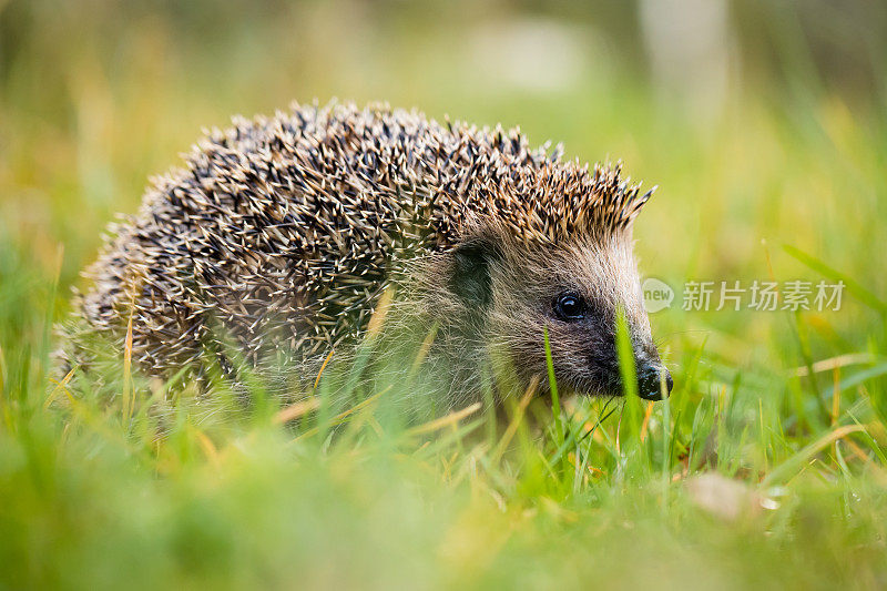 欧洲刺猬(Erinaceus europaeus)